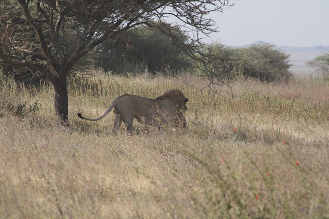 Full-Day Ngorongoro Crater Private Tour - Lunch Box and Bottled Water