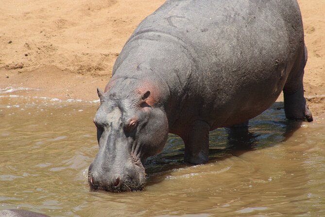 Full-Day Ngorongoro Crater Private Tour - Accessibility and Group Size