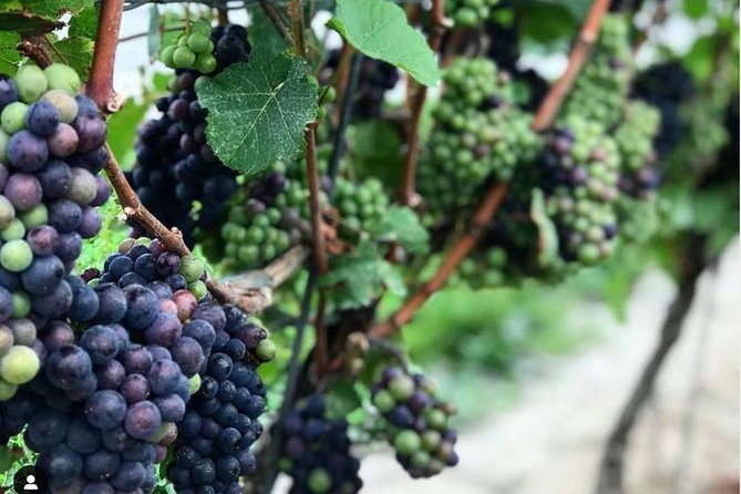 Full-Day Niagara-On-The-Lake Guided Wine and Charcuterie Tour - Inclusions and Amenities