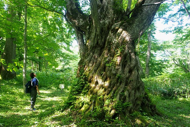 Full Day North Nagano Hiking Experience - Accessibility and Fitness Requirements