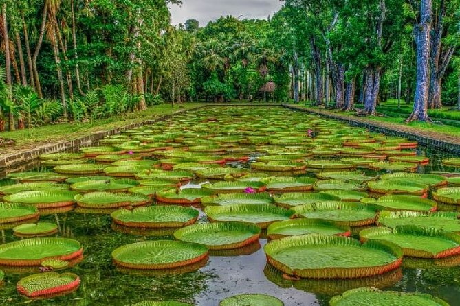 Full Day North Tour: Port-Louis, Pamplemousses Botanical Garden & Fort Adelaide - Exploring Port Louis