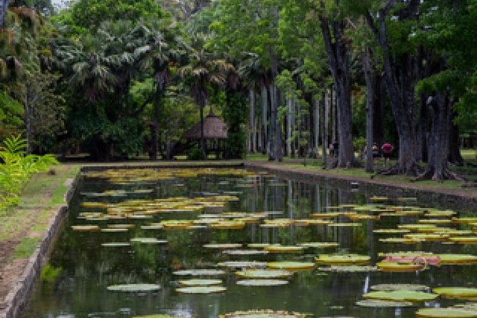 Full Day North Tour: Port-Louis, Pamplemousses Botanical Garden & Fort Adelaide - Discover Pamplemousses Botanical Garden