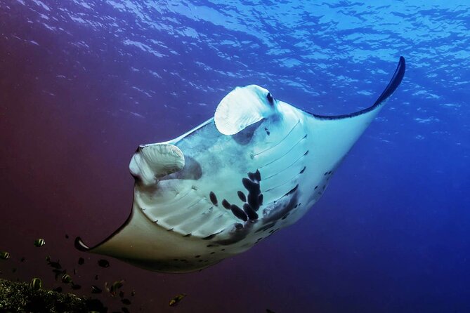 Full-Day Nusa Penida Snorkeling Adventure From Bali - Exploring Kelingking Beach and Broken Beach