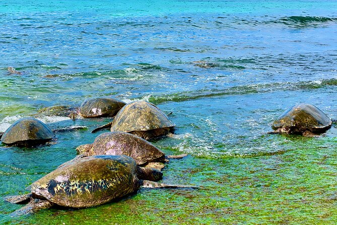 Full Day Oahu Guided Circle Island Tour Inc Snorkel and Turtles - Accessibility and Transportation Details