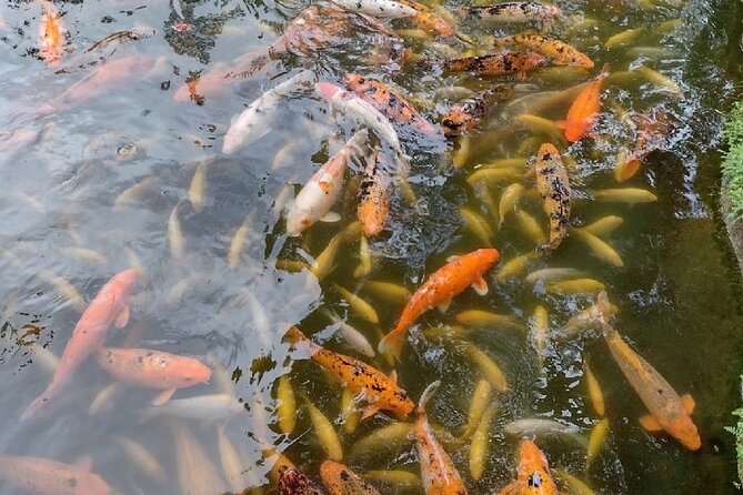 Full Day Oahu Tour With Byodo Temple & Waimea Waterfalls - Cancellation and Weather Policy