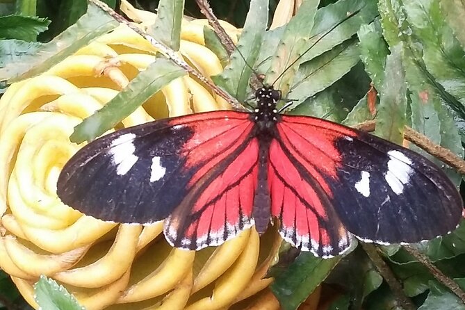 Full Day of Adventures in Mindo Area - Exploring the Hummingbird Garden