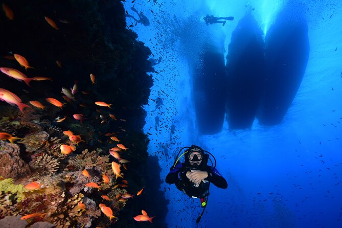 Full Day on Boat With 2 Dives in the Marine Parks of Sharm - Key Points