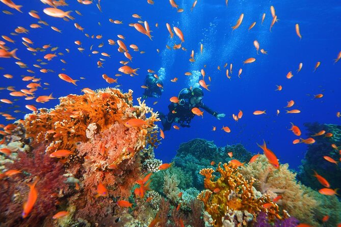 Full Day on Boat With 2 Dives in the Marine Parks of Sharm - Meeting and Pickup Details