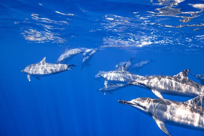 Full Day on Boat With 2 Dives in the Marine Parks of Sharm - Scheduling and Capacity