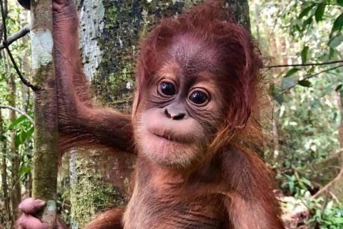 Full-Day Orangutans Adventure in Gunung Leuser - Included in the Tour