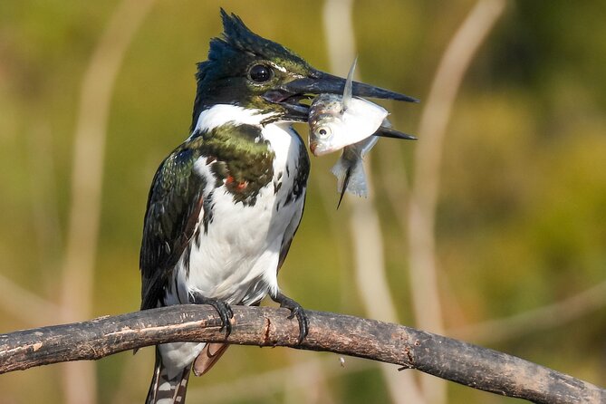 Full Day Paraguay River Nature and Wildlife Boat Tour - Key Points