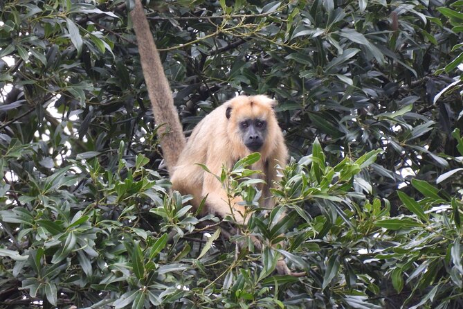Full Day Paraguay River Nature and Wildlife Boat Tour - Inclusions and Exclusions