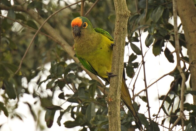 Full Day Paraguay River Nature and Wildlife Boat Tour - Pickup and Timing