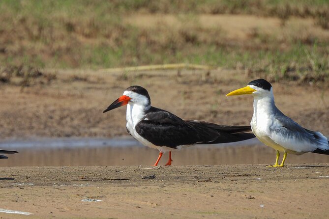 Full Day Paraguay River Nature and Wildlife Boat Tour - Wildlife and Nature Highlights