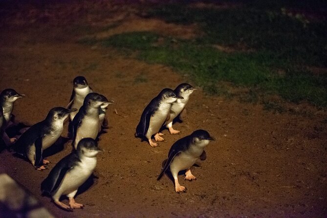 Full-Day Penguins and Wildlife Nature Experience From Melbourne - Moonlit Sanctuary Wildlife Conservation Park