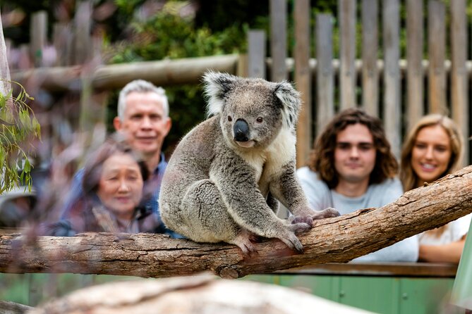 Full-Day Penguins and Wildlife Nature Experience From Melbourne - Scenic Coastal Spots