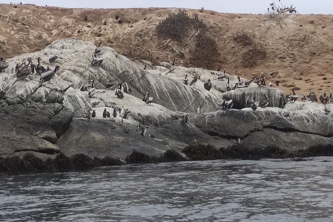 Full-Day Penguins Island, Winery & Horse Riding From Santiago - Key Points