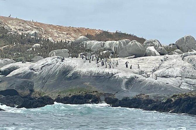 Full-Day Penguins Island, Winery & Horse Riding From Santiago - Penguin Island Exploration
