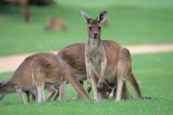 Full-Day Perth, Fremantle, Swan Valley & Wildlife Park - Key Points