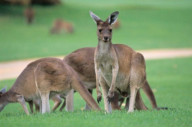 Full-Day Perth, Fremantle, Swan Valley & Wildlife Park - A Day in Perth, Fremantle, and Swan Valley: What to Expect