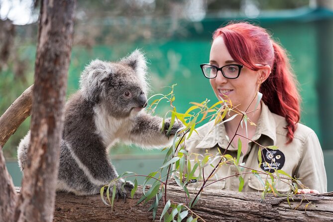 Full-Day Phillip Island Tour With Kangaroo, Koala and Penguin Parade - Itinerary and Inclusions