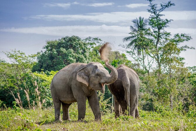 Full-Day Phuket Elephant Sanctuary Tour With Lunch and Dinner - Experience Highlights