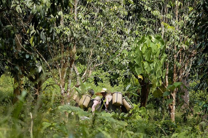 Full-Day Phuket Elephant Sanctuary Tour With Lunch and Dinner - Sustainable Tourism Practices