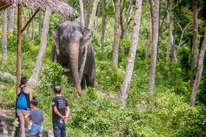 Full-Day Phuket Elephant Sanctuary Tour With Lunch and Dinner - Elephant Behavior and Communication