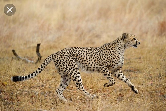 Full-Day Pilanesberg National Park Safari From Johannesburg and Pretoria - Inclusions and Exclusions