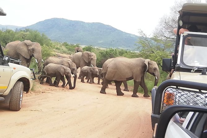 Full-Day Pilanesberg National Park Safari From Johannesburg and Pretoria - Customer Feedback and Ratings