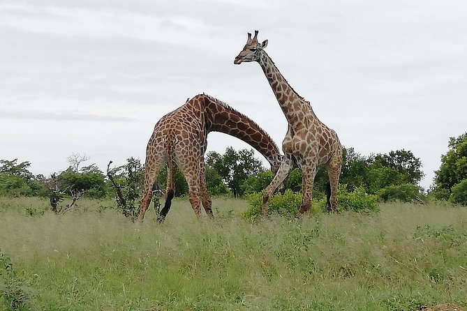 Full-Day Pilanesberg National Park Safari From Johannesburg and Pretoria - Meeting Points and Pickup Locations