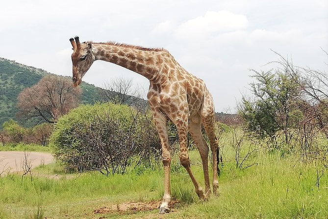 Full-Day Pilanesberg National Park Safari From Johannesburg and Pretoria - Pilanesberg National Park Highlights