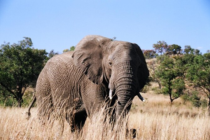 Full Day Pilanesberg Safari Tour - Pickup and Transportation
