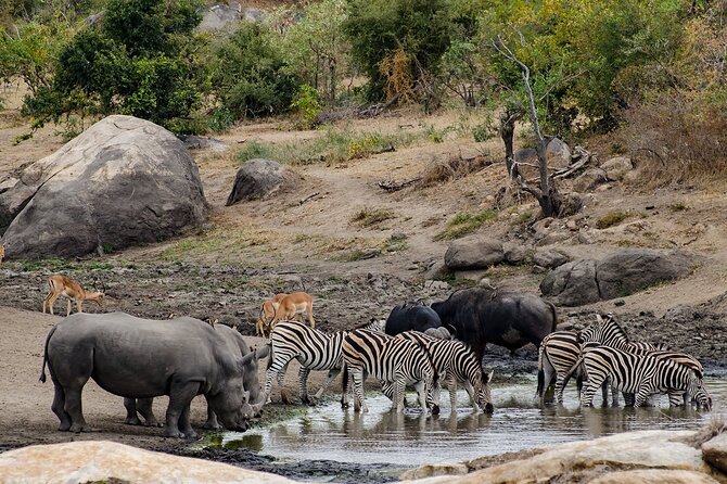 Full Day Pilanesberg Safari Tour - Exceptional Reviews