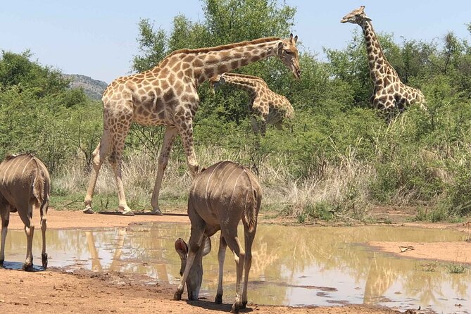 Full Day Pilanesberg Safari Tour - Booking and Cancellation