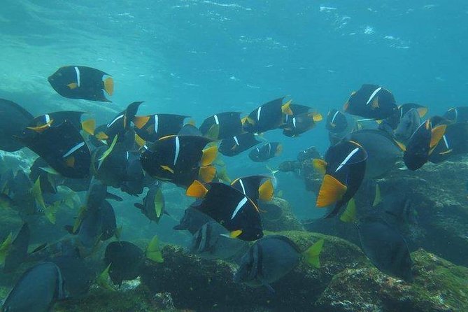 Full Day Pinzon Island, Finishing in La Fe With Snorkeling and Lunch Included - Exploring Pinzon Island