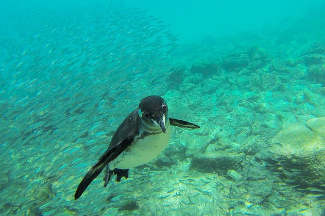 Full-Day Pinzon Island Snorkeling and Fishing - Tour Overview and Highlights