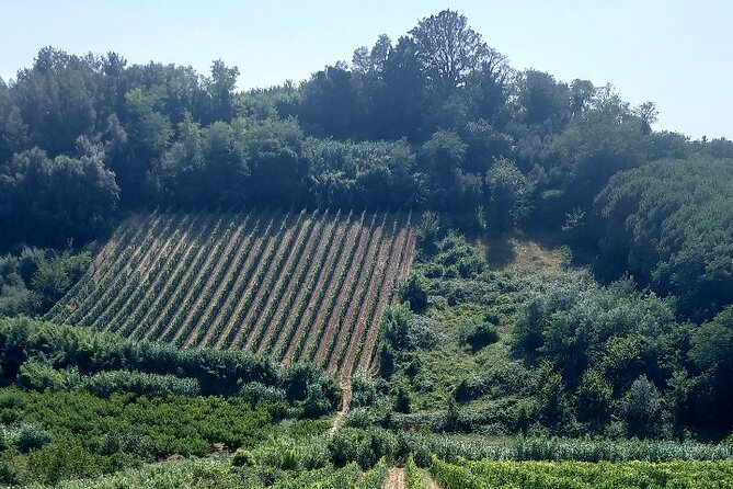 Full-Day Pisa Private Guided Tour With Visit to Local Wine Farm - Wine Farm Visit and Tasting