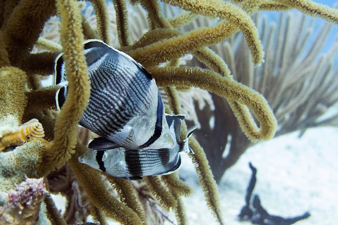 Full-Day Playa Del Carmen Reef Diving Activity - Inclusions and Pricing
