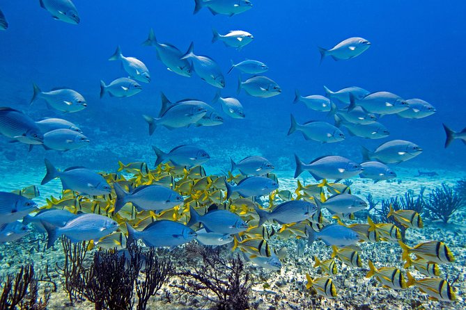 Full-Day Playa Del Carmen Reef Diving Activity - Meeting and Pickup Details