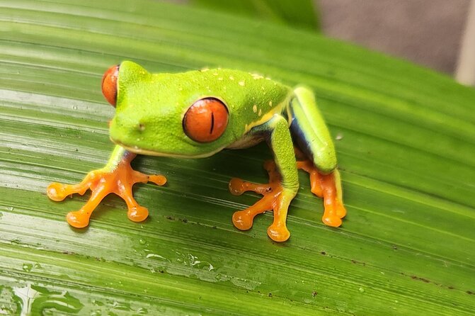 Full Day Poas Volcano, La Paz Waterfall Gardens and Coffee Plantation Experience - Traveler Tips and Recommendations