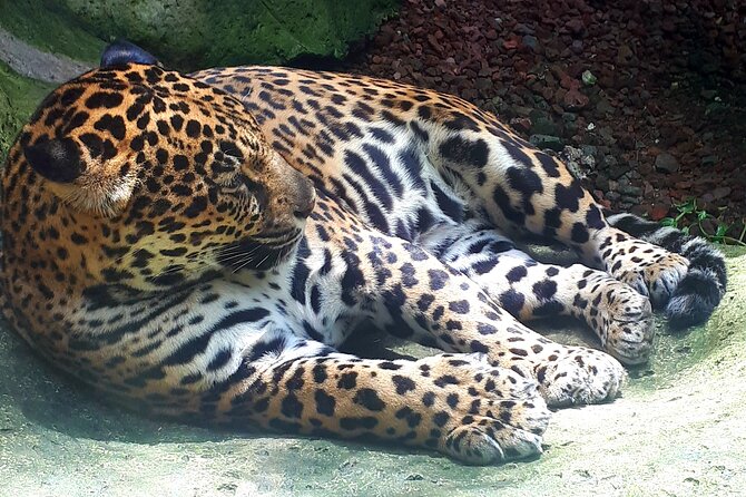 Full Day Poas Volcano, La Paz Waterfall Gardens and Coffee Plantation Experience - Poas Volcano Exploration