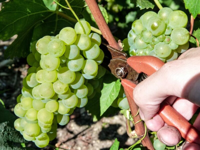 Full Day Pommery Small Group Tour - Key Information