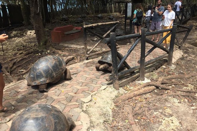 Full-Day Prison Island, Nakupenda and Stone Town Tour With Lunch Buffet - Group Size