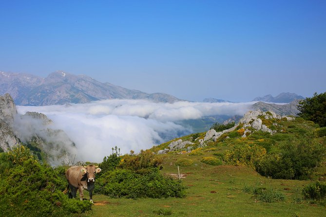 Full Day Private 4WD Tour From Santander to Picos De Europa. Excellent Meals. - Tour Details
