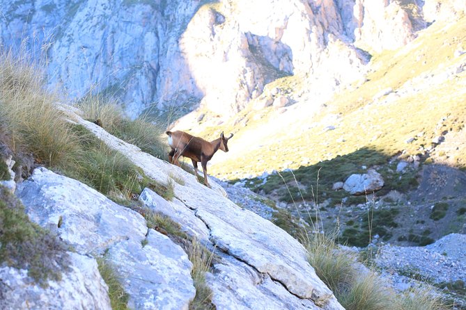 Full Day Private 4WD Tour From Santander to Picos De Europa. Excellent Meals. - Local Cuisine