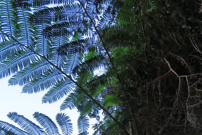 Full Day Private 4x4 Adventure in Madeira - Accessibility and Health Considerations