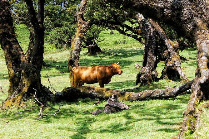 Full Day Private 4x4 Tour in West Madeira With Local Guide - Booking Information