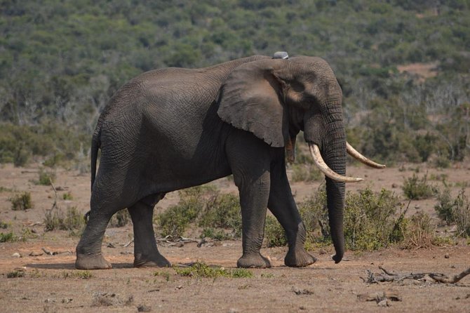 Full Day Private Addo Elephant Safari Min 2 Pax Max 6 Pax - Customer Reviews and Ratings