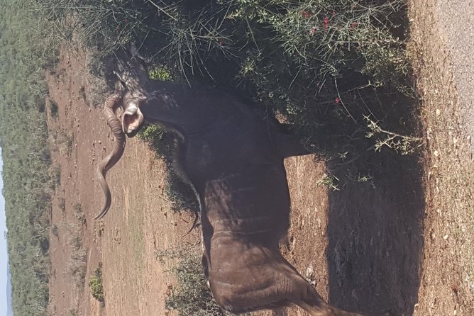 Full Day Private Addo Elephant Safari Min 2 Pax Max 6 Pax - Pricing and Cancellation Policy